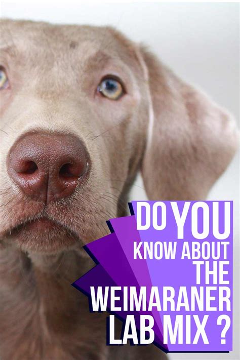 Weimaraner Lab Mix - Your Complete Guide To The Labmaraner