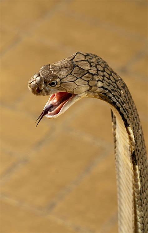 King Cobra Snake Venom For Sale | Buy Ophiophagus Hannah Online