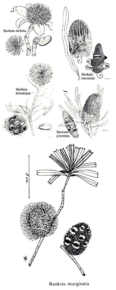 Banksia - Diagram