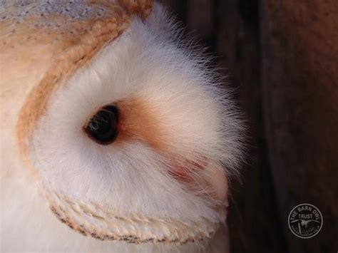 Barn Owl adaptations - The Barn Owl Trust