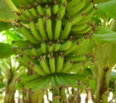 Growing Bananas