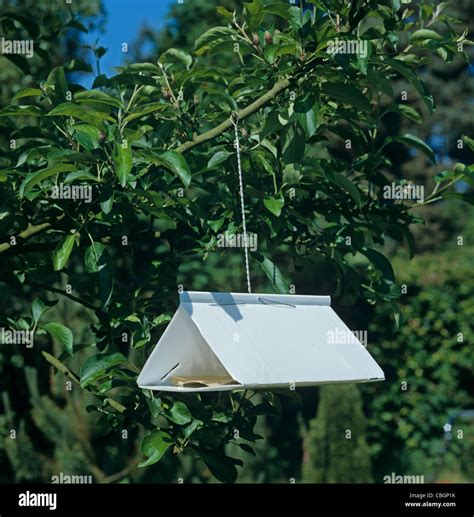 A pheromone trap in an apple tree to attract male codling moth (Cydia pomonella Stock Photo - Alamy