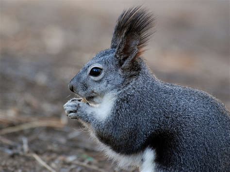 The Eastern Gray Squirrel - Wildlife Rescue League