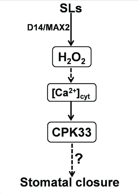 | A working model for CPK33-mediated strigolactone (SL) signaling in... | Download Scientific ...