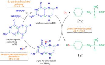 phenylalanine hydroxylase - JungleKey.fr Image #50