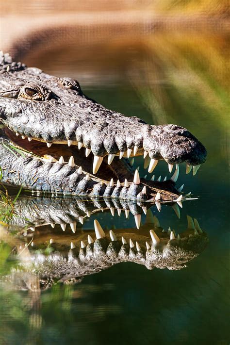 Crocodile With Sharp Teeth Photograph by Susan Schmitz