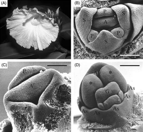 3 Costus (Costaceae) with petaloid androecium having an identity... | Download Scientific Diagram