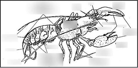 Lobster Anatomy Diagram | Quizlet