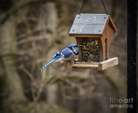 Blue Jay Feeding two Photograph by Howard Roberts | Fine Art America