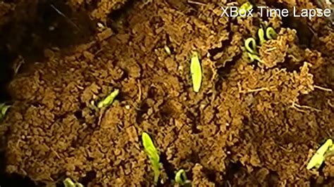 Cilantro Seed Time lapse | Grow Coriander from Cilantro Seed | Coriander Seed Germination Time ...