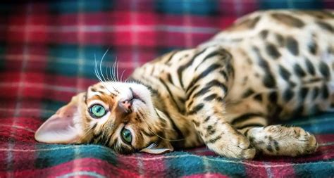 Bengal Cat Breed: Facts, Temperament & Care Info | BeChewy