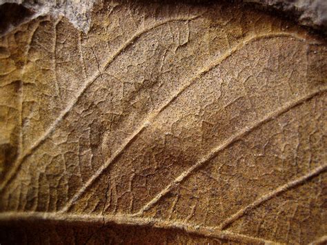 Plant Fossil - Leaf 4 - Cochise College Geology