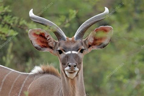 Kudu antelope Stock Photo by ©EcoPic 5487536