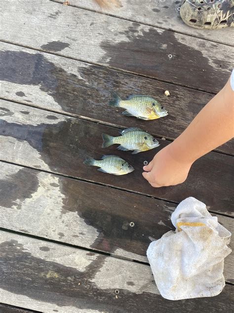 Perch identification : r/FishingForBeginners