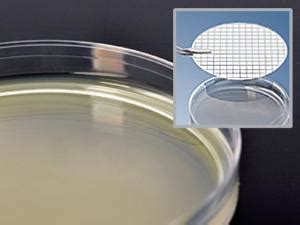 m-HPC (Heterotrophic Plate Count) Agar, Hardy Diagnostics | VWR