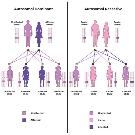 Autosomal DNA Testing: What Is It And How It Works?