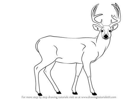 Step by Step How to Draw a Buck Deer : DrawingTutorials101.com