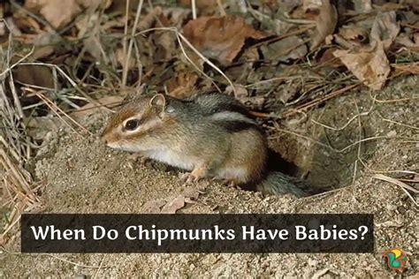 When do Chipmunks Come out of Hibernation? - Rodent Facts