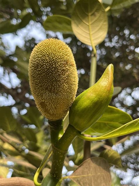 Jackfruit and Jackfruit Flower Stock Image - Image of farm, yellow: 274266611