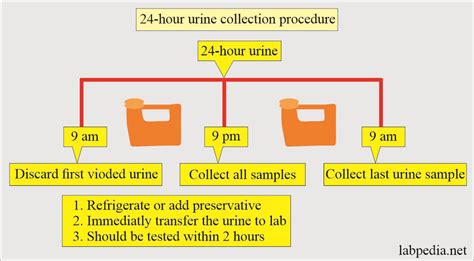 Urine 24-hour Collection, and Preservatives - Labpedia.net