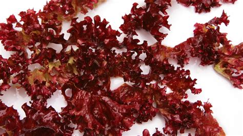 10 Different Types of Edible Seaweed with Images