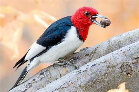 Red-Headed Woodpeckers: Redheads of the Bird World