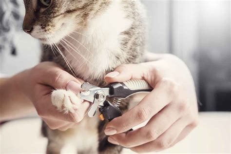 8 Steps to Fear Free Nail Trims For You And Your Cat | Fear Free Happy Homes