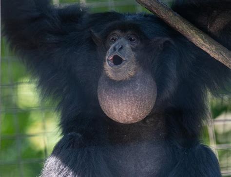 How Long Are a Gibbon’s Arms? And More Gibbon Facts | Smithsonian's National Zoo and ...