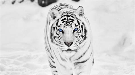 Snow Tiger Wallpapers - Top Free Snow Tiger Backgrounds - WallpaperAccess