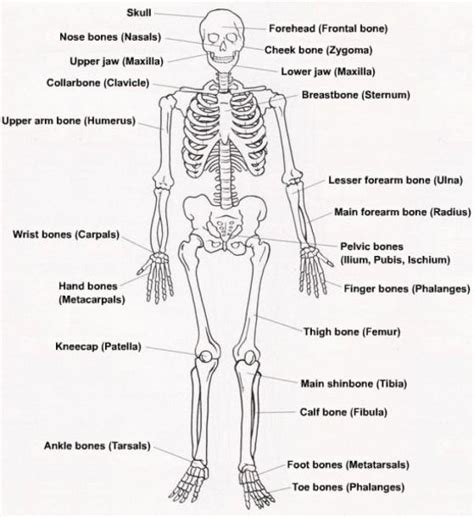 Diagram Of The Skeletal System With Labels | Human skeleton labeled, Skeletal system, Human ...