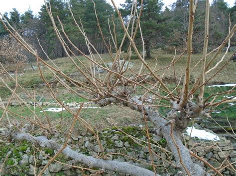 Pruning the mulberry tree - Lindy Sinclair