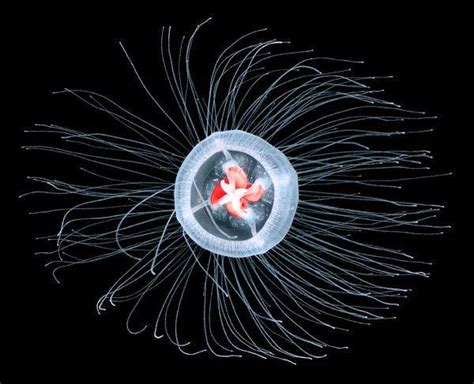 The Turritopsis Dohrnii jellyfish is officially known as the only “immortal creature” in the ...