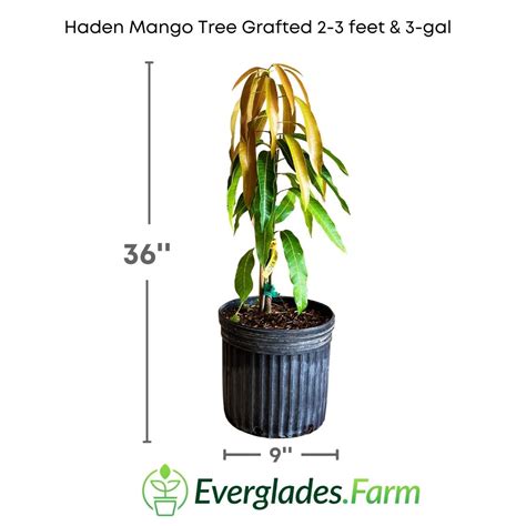 Haden Mango Tree for Sale in Florida | Order Now – Everglades Farm