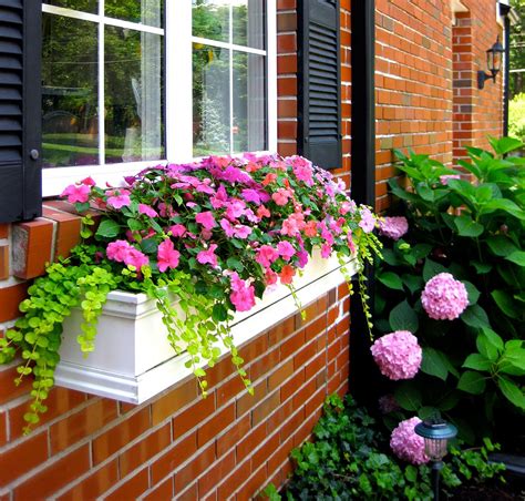 Perfect Hanging Window Boxes Trailing Tomatoes Plants La Jolie Muse Planters