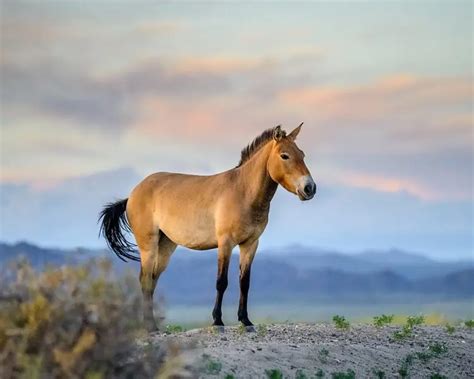 Przewalski's Horse - Facts, Diet, Habitat & Pictures on Animalia.bio