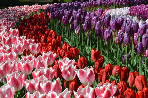 How To Plant Tulip Bulbs & Tips For Long-Lasting Blooms