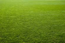 Baseball Field Grass Turf Free Stock Photo - Public Domain Pictures