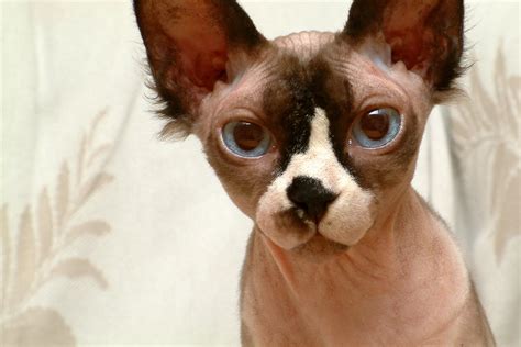 Sphynx Cat