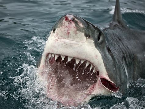 Shark After Dark Poll: Scariest Shark | Shark Week | Discovery