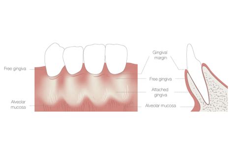 Muco-gingival junction | FOR.org