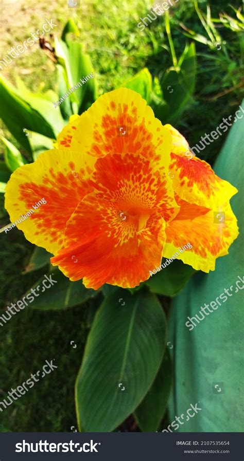 Canna Indica Commonly Known Indian Shot Stock Photo 2107535654 | Shutterstock