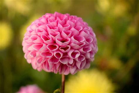 How to Grow Dahlia From Seed - The Thrifted Planter