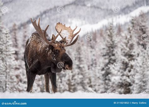 A Moose in Snow stock photo. Image of banff, jersey - 211021852