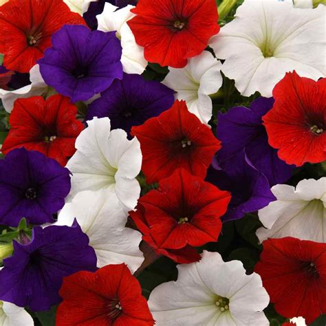 Easy Wave Spreading Petunia The Flag Flower Seed Mix