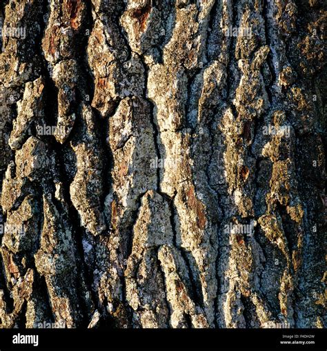 The bark of an oak tree Stock Photo - Alamy