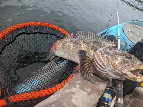 Adding pedal drive to kayak : kayakfishing