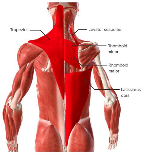 Back Muscles: Anatomy & Groups | Concise Medical Knowledge