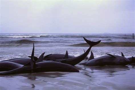 The Stress Of Noise Pollution Is A Serious Cause Behind Cetacean Strandings