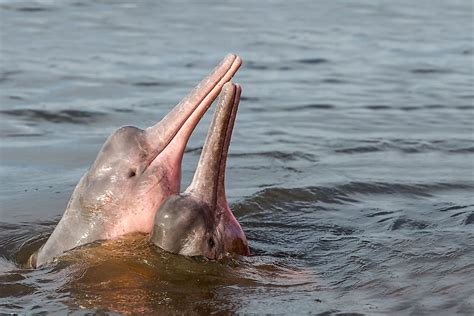 What Animals Live In The Amazon River? - WorldAtlas