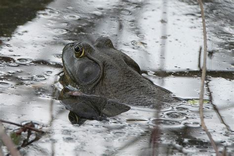 American Bullfrog Natural Habitat Photograph by Kathy Gallow | Fine Art America